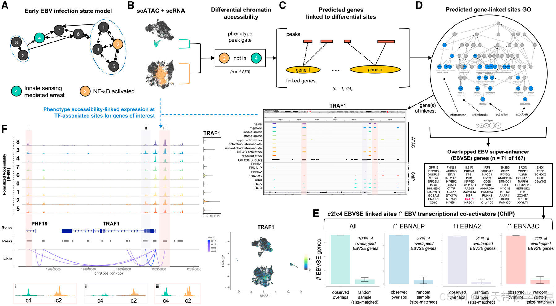 爱泼斯坦-巴尔病毒，谁懂？_epstelmn-barr virus-CSDN博客