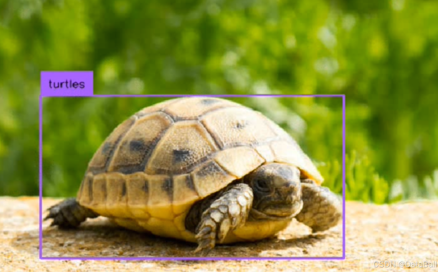 数据集-目标检测系列- 龟 检测数据集 turtles >> DataBall_龟科动物识别数据集-CSDN博客