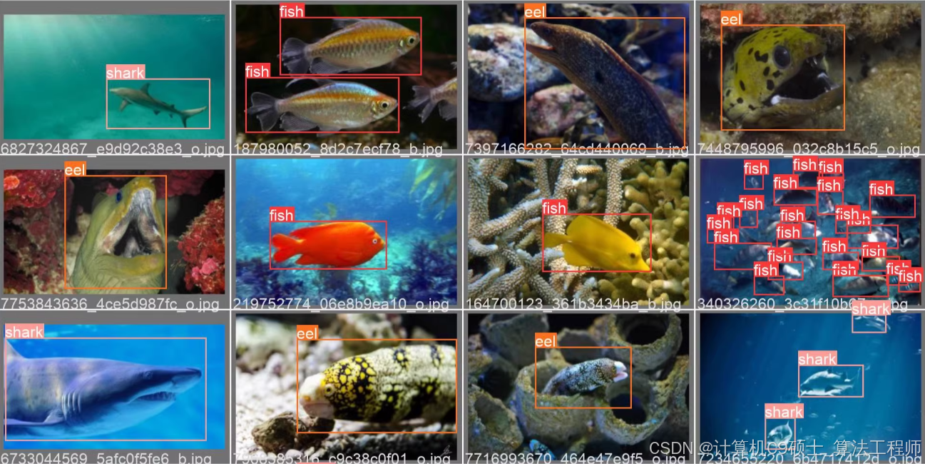 如何训练自己的数据集之——水下生物检测数据集 水下鱼类数据集-CSDN博客