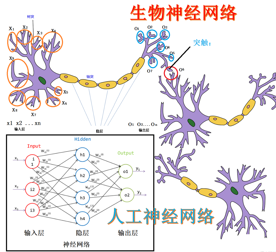 生物神经网络与人工神经网络对比