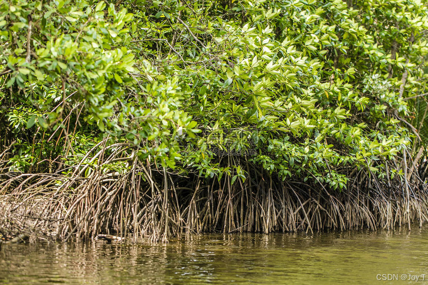 加州红树：不是你以为的Mangrove红树林_加州红树林-CSDN博客