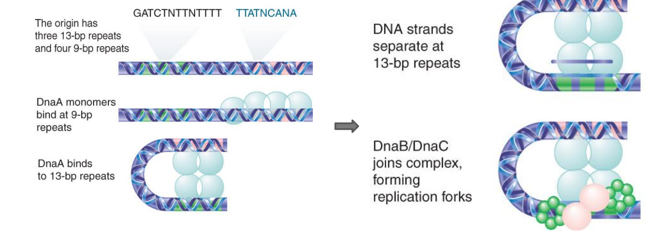 《分子生物学》DNA生物合成_后随链loop-CSDN博客