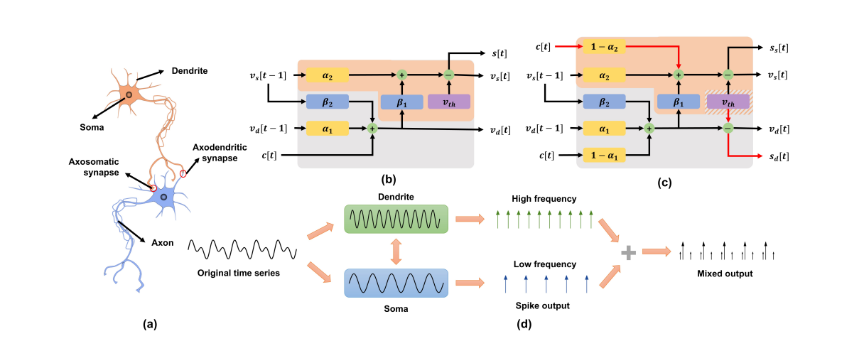 Diagram of Neuronal Signal Processing and Integration