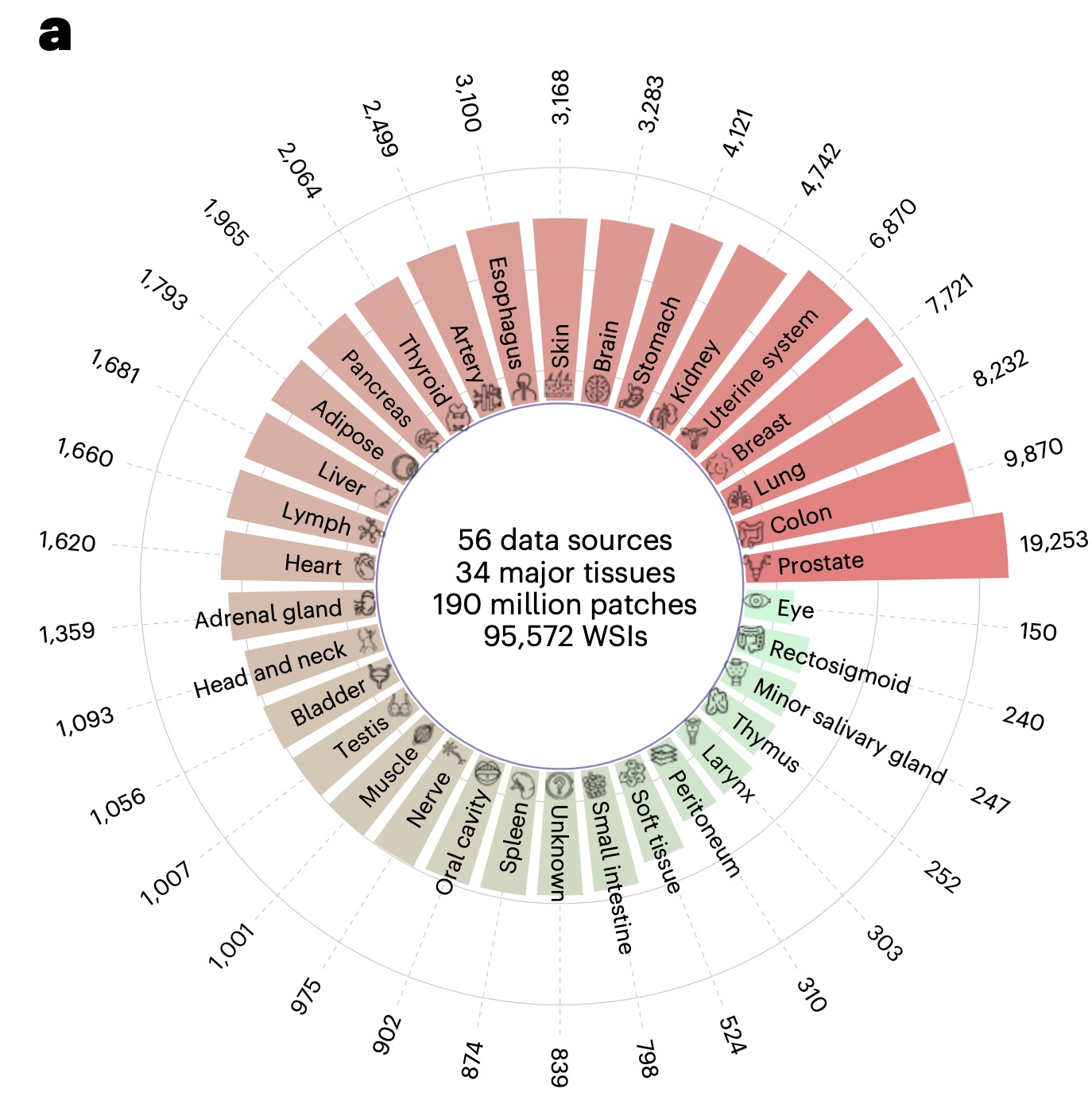 GPFM 数据集包含大规模收集的 95,572 张切片，涵盖 34 种主要组织类型，可为模型提供全面的训练与评估支持。