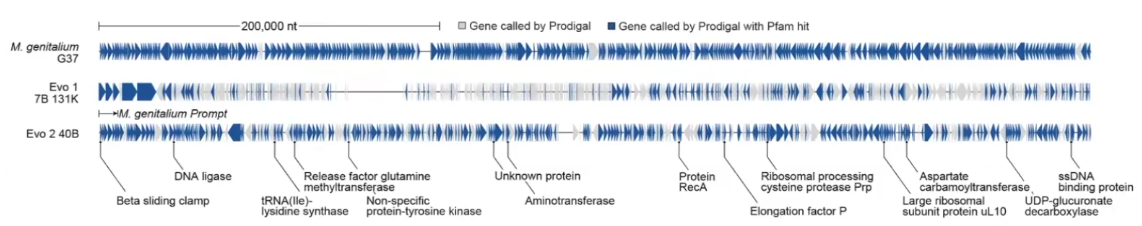 Evo2 论文讲解_基因 模型 evo2-CSDN博客