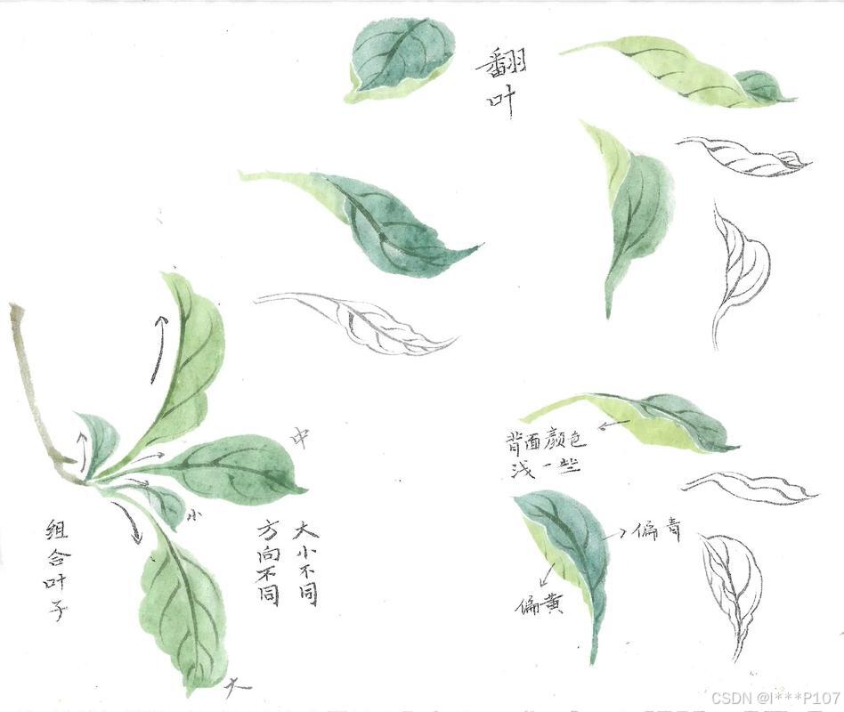 canvas树叶画法教程:从叶脉到光影绘制技巧_用canvas画树-CSDN博客