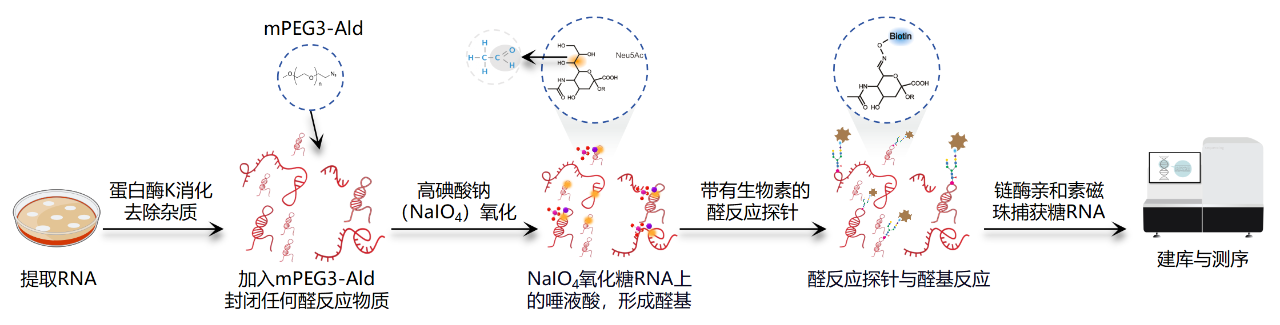 全血分析5分类是什么GlycoRNA-seq：糖基化RNA测序，挖掘多类型、特殊修饰非编码小RNA_https://www.jmylbn.com_新闻资讯_第2张