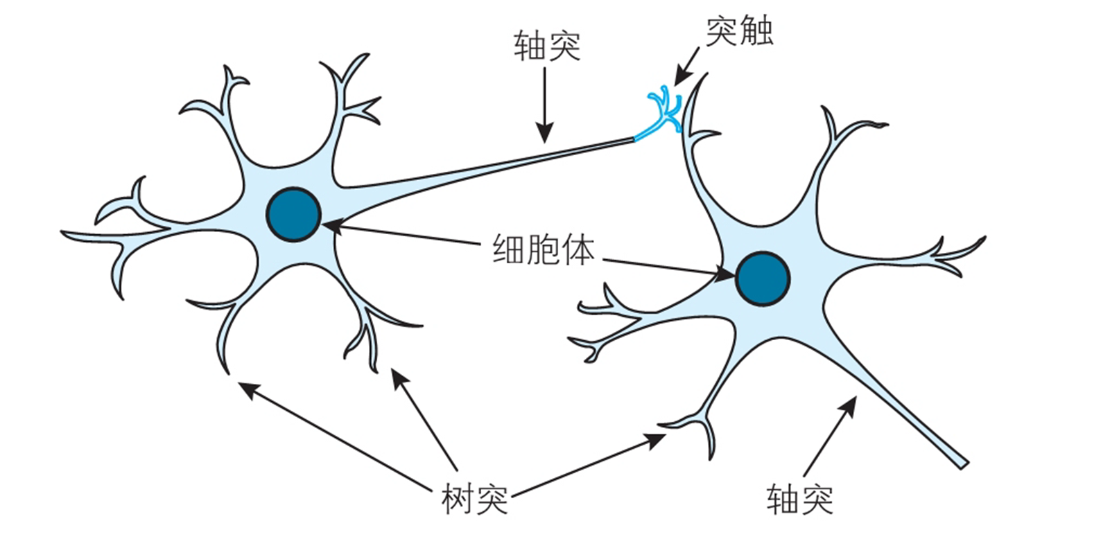 生物神经网络结构