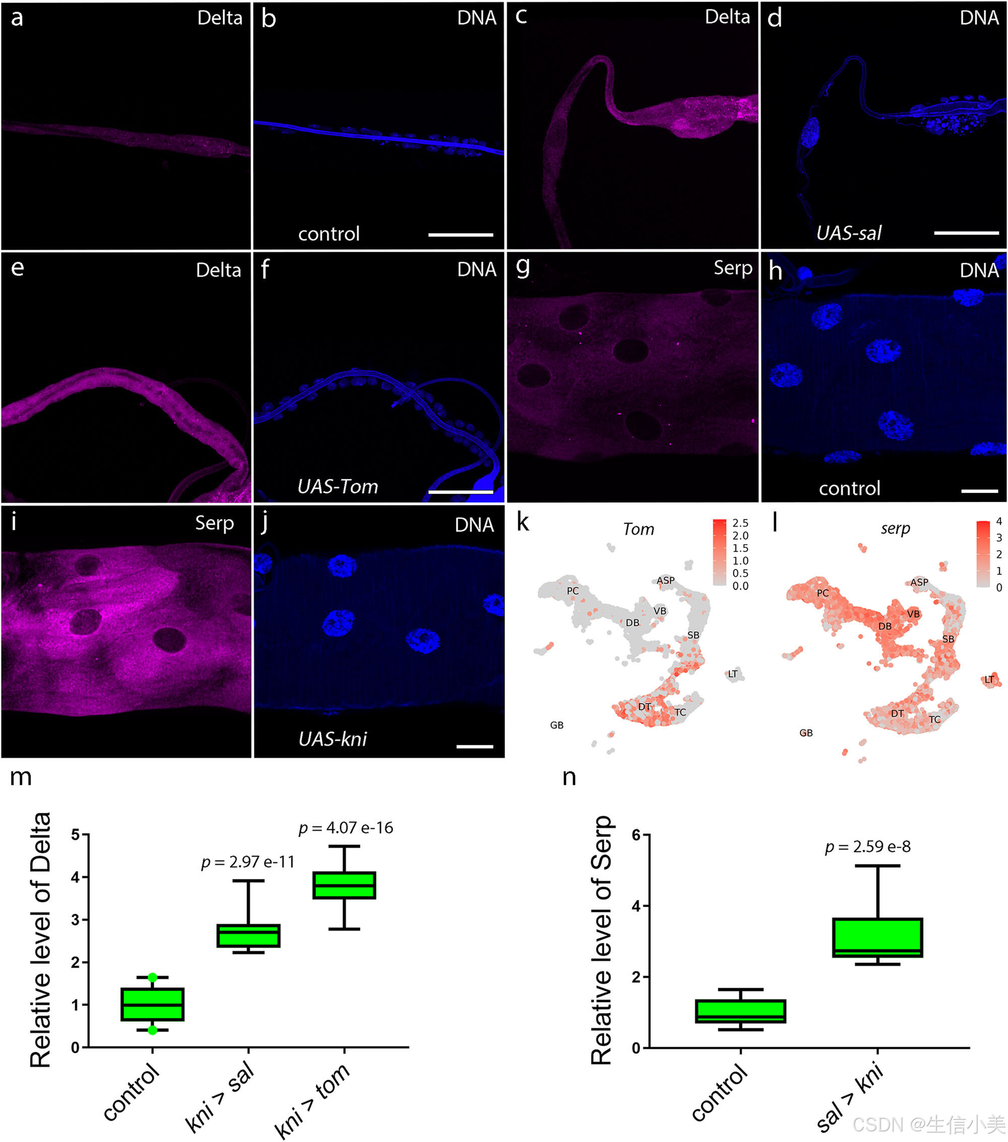 A single-cell atlas of Drosophila trachea reveals glycosylation ...