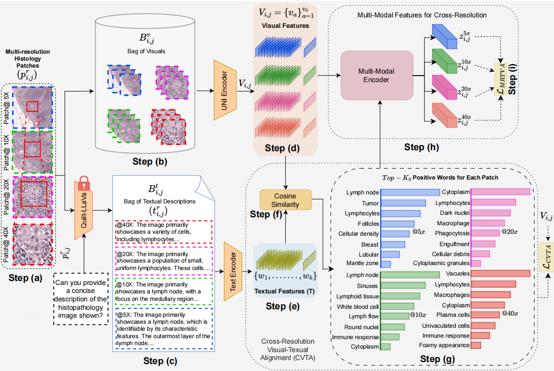 论文代码阅读及全流程复现:MR-PLIP (Multi-Resolution Pathology) —— 修复官方缺失的 MRTVA Loss ...