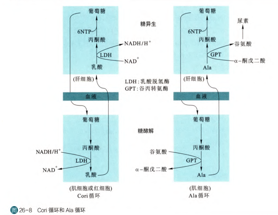 生物化学Learning Track(26)糖异生_生物化学糖异生-CSDN博客