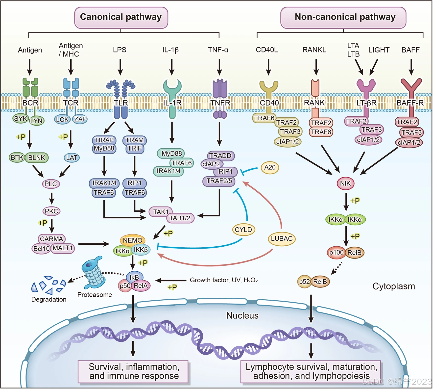 Getränke Schlüter Gmbh & Co. Kg NF-κB通路_nf-魏b-CSDN博客