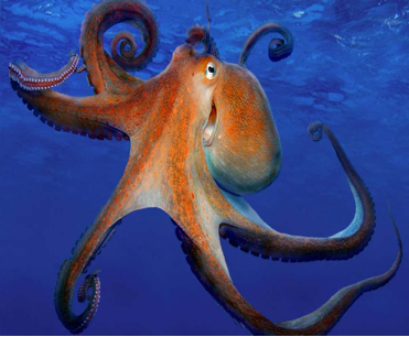Cephalopod 海洋软体类动物家族