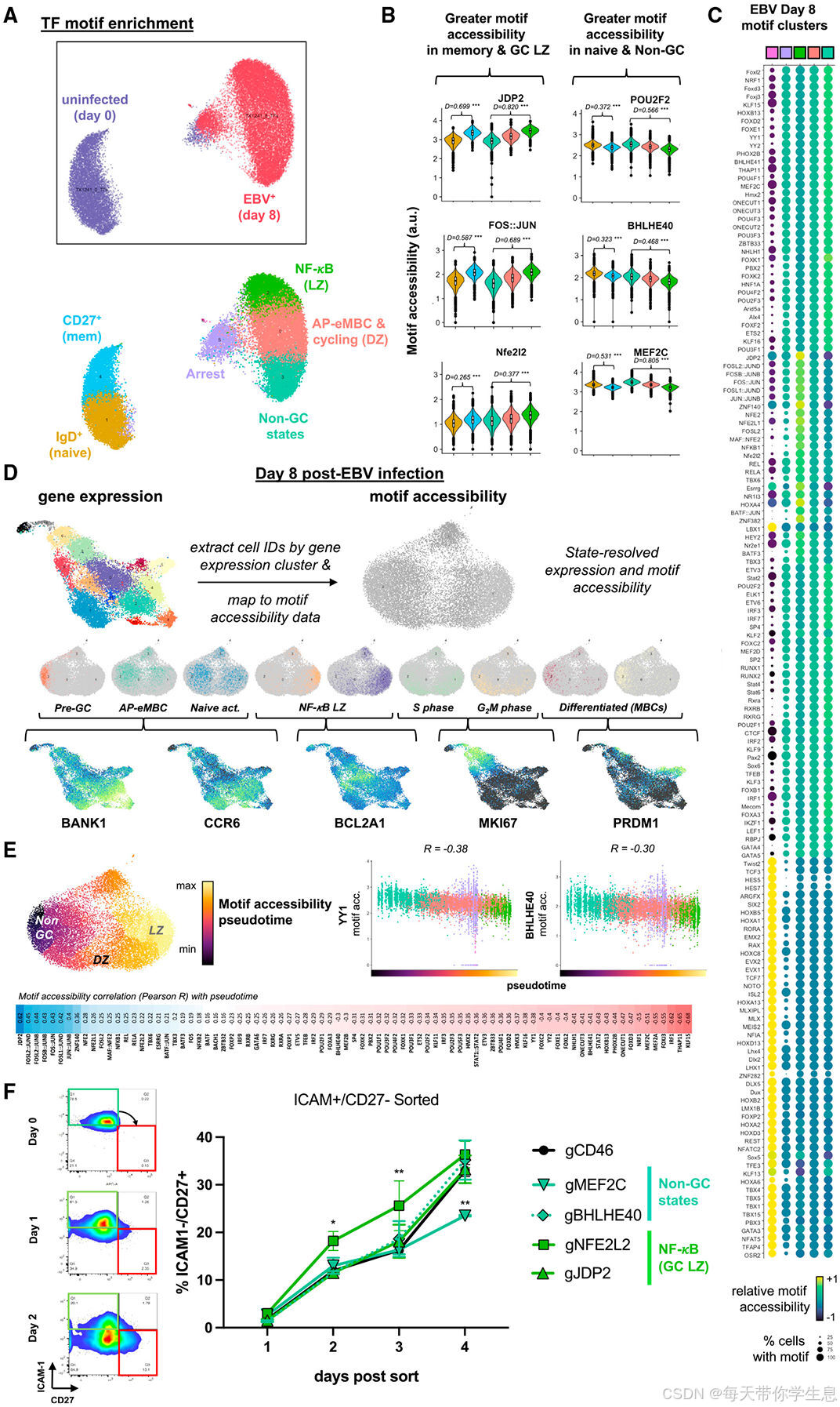 爱泼斯坦-巴尔病毒，谁懂？_epstelmn-barr virus-CSDN博客