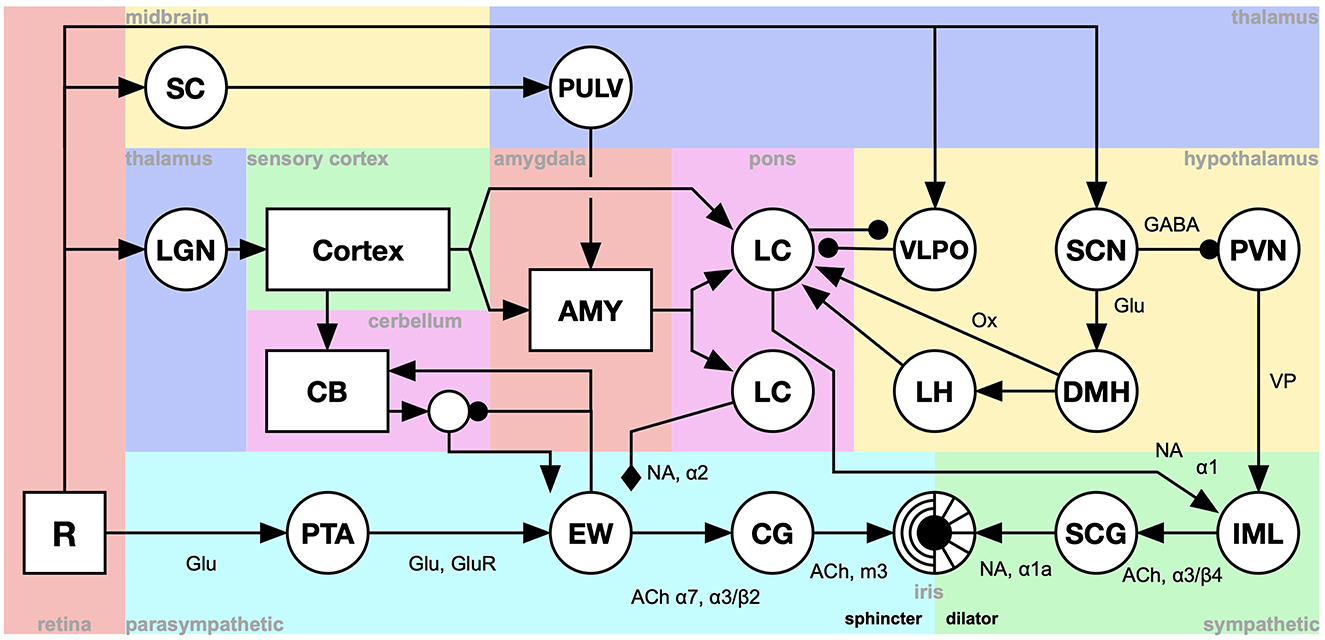 Mind 爱好者月刊第18期（上） |  延展记忆综述、人脑中的大规模信号传播模式、大脑非周期性神经活动的发展、人类神经重放和尖波涟漪综述、相关系数在功能连接组和心理过程研究中的局限性……_nature  human behaviour-θ与α行进波的传播方向影响人类记忆加工-CSDN博客