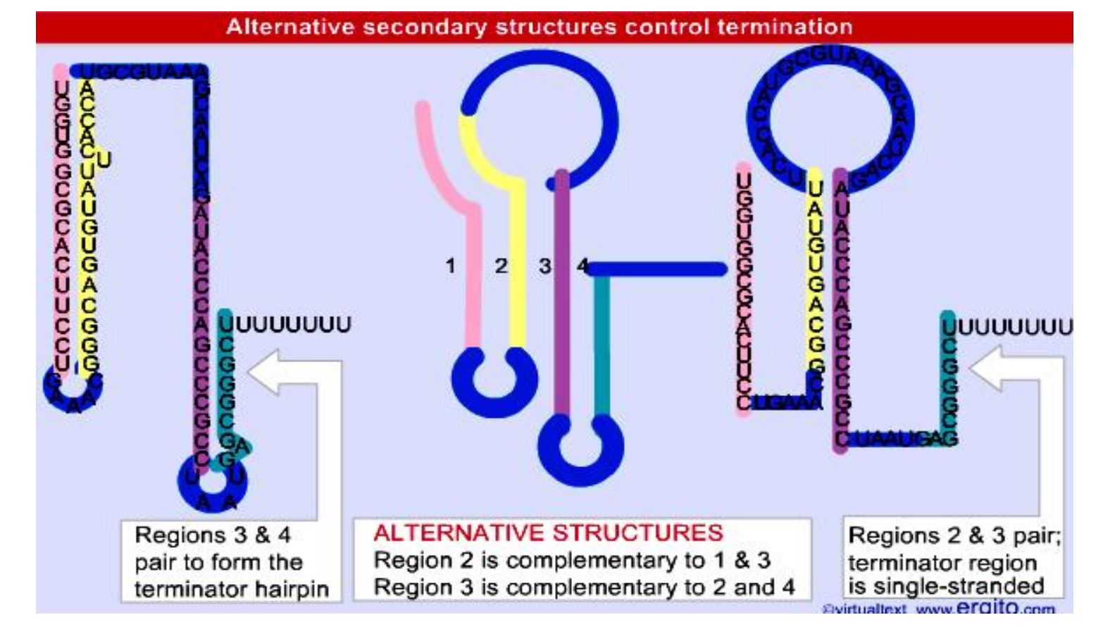 什么是基因表达调控 e548aa7643784e5295d0f0824319f720.png
