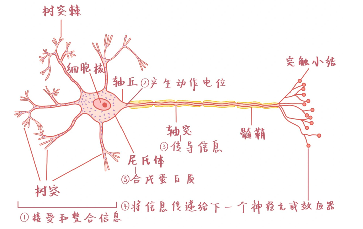 生物神经元结构