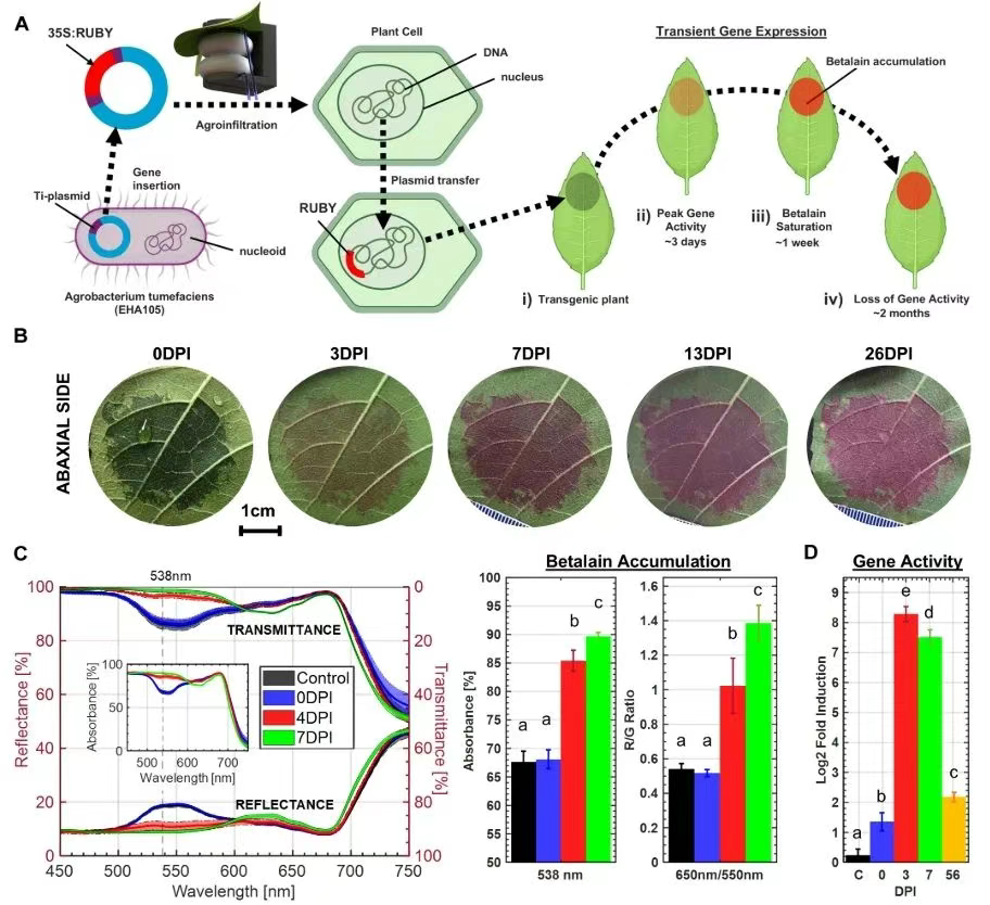 生物夹怎么用Science Robotics：利用软机器人技术对多种植物进行原位叶面扩增，用于光学表型分析和生物工程_https://www.jmylbn.com_新闻资讯_第5张