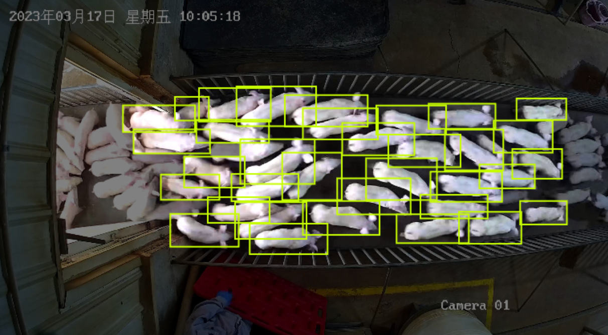 猪舍摄像机部署示意图