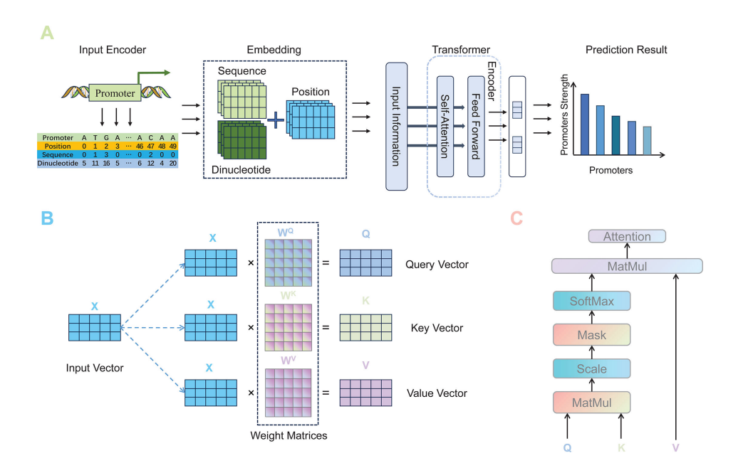 Transformer-based prediction method of the promoter strength
