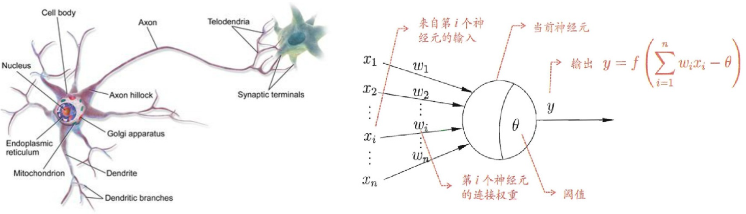 生物神经元抽象出M-P神经元(McCulloch-Pitts Neuron)模型