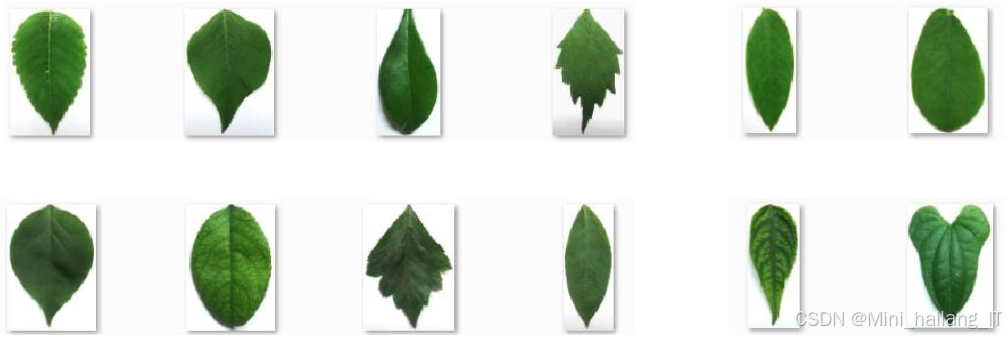 基于机器学习的中草药识别算法系统 中草药植物叶片数据集 卷积神经网络 算法 目标检测