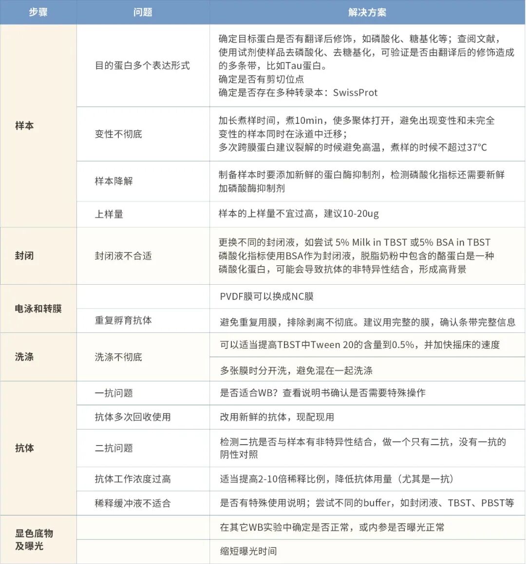 WB实验杂带?别慌!真实案例+终极排查指南,一起攻克科研难题!-CSDN博客