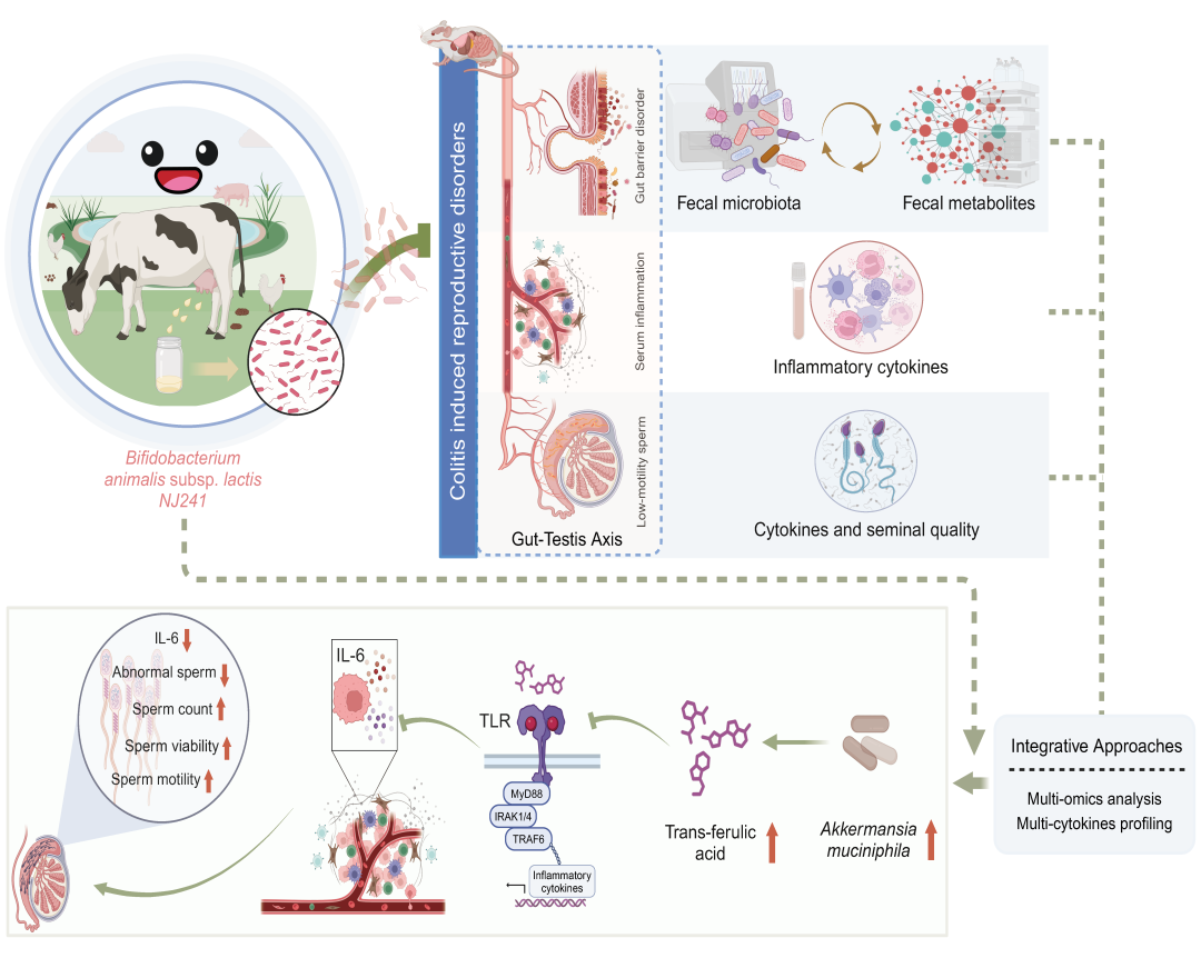 iMetaOmics | 陈嘉莉/唐少军-奶源动物双歧杆菌乳亚种的膳食健康-CSDN博客