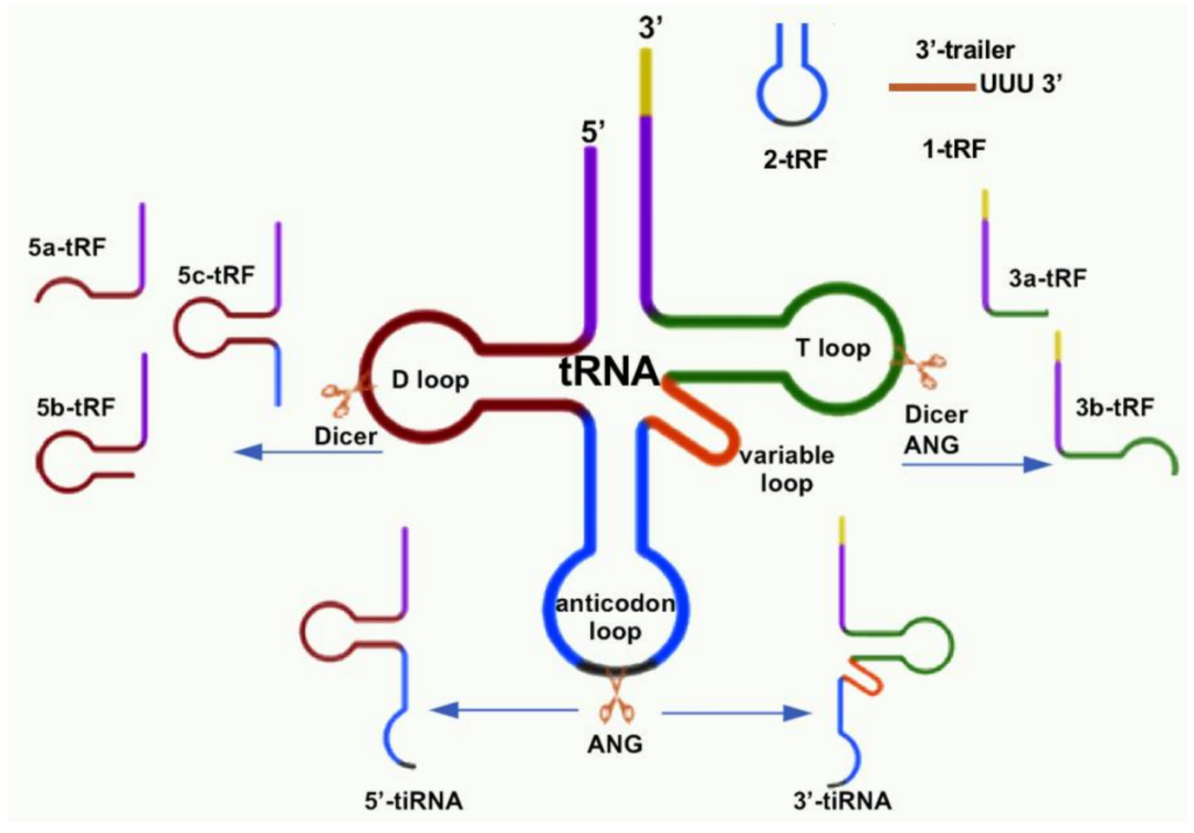 生命密码的隐秘信使:RNA的百年发现之旅-CSDN博客
