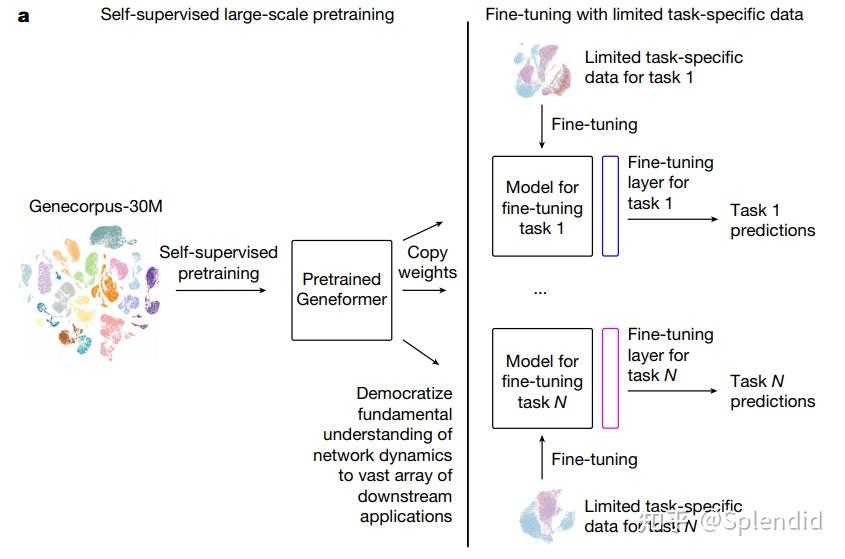 基于昇腾适配基因表达预测模型Geneformer_机器学习