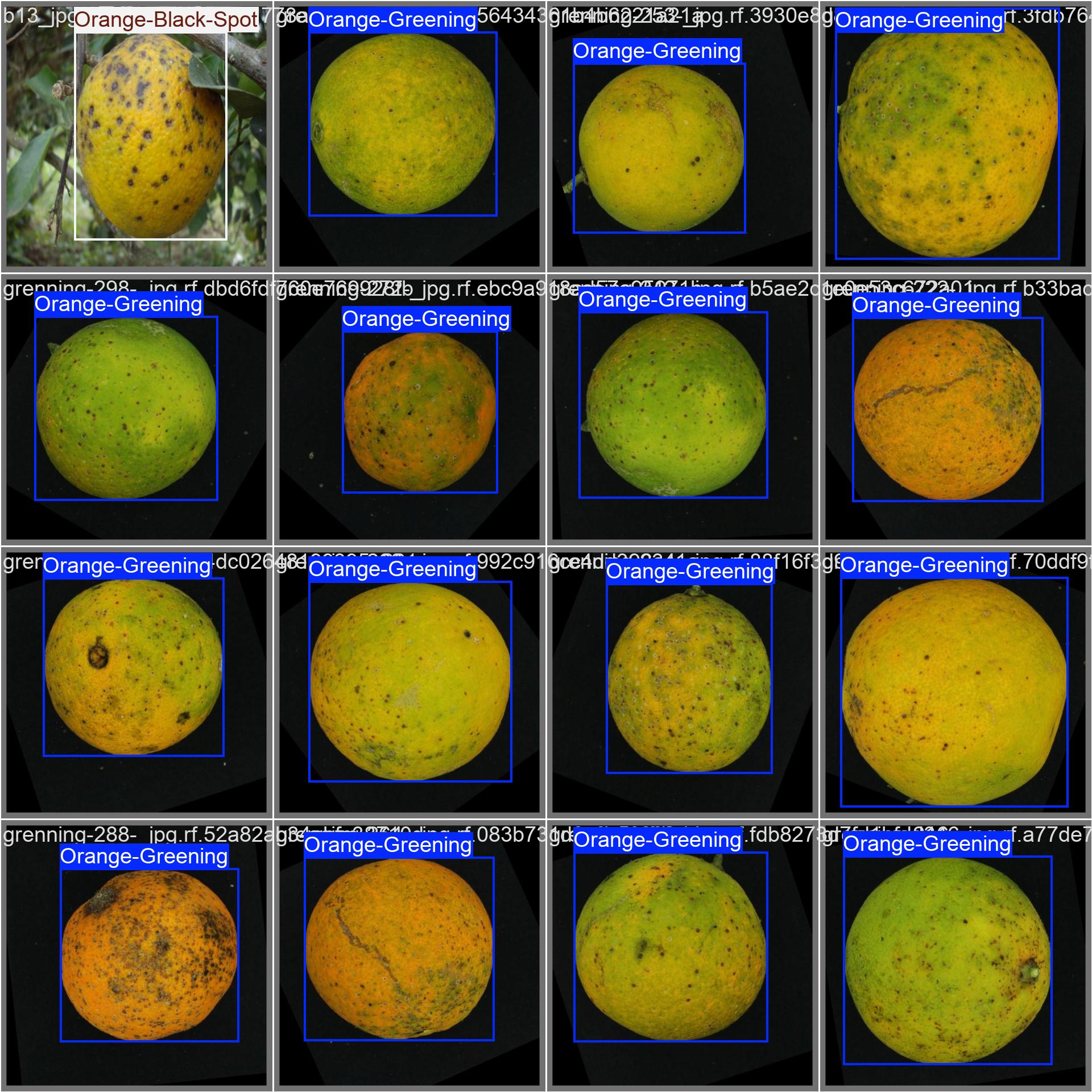 65_orange_rot-val_batch0_labels.jpg