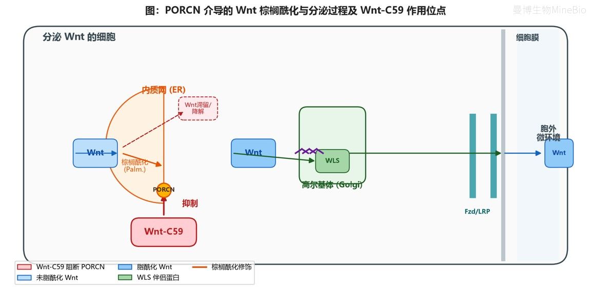 PORCN介导Wnt脂酰化及Wnt-C59作用机制