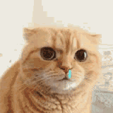 猫咪吸鼻涕动图 哈哈哈哈哈,感冒时吸鼻子的你_猫_动图表_爱给网_aigei_com.gif