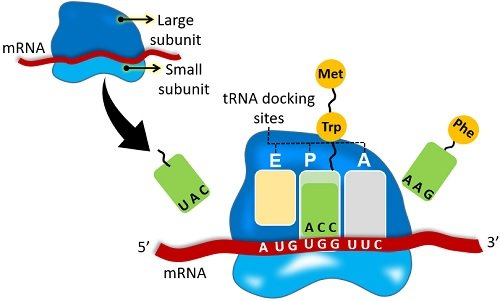【文献速递】从基因到蛋白质的“信使”与“搬运工”:详解mRNA、rRNA与tRNA的生成与使命_mrna和rrna谁是信使的实验-CSDN博客
