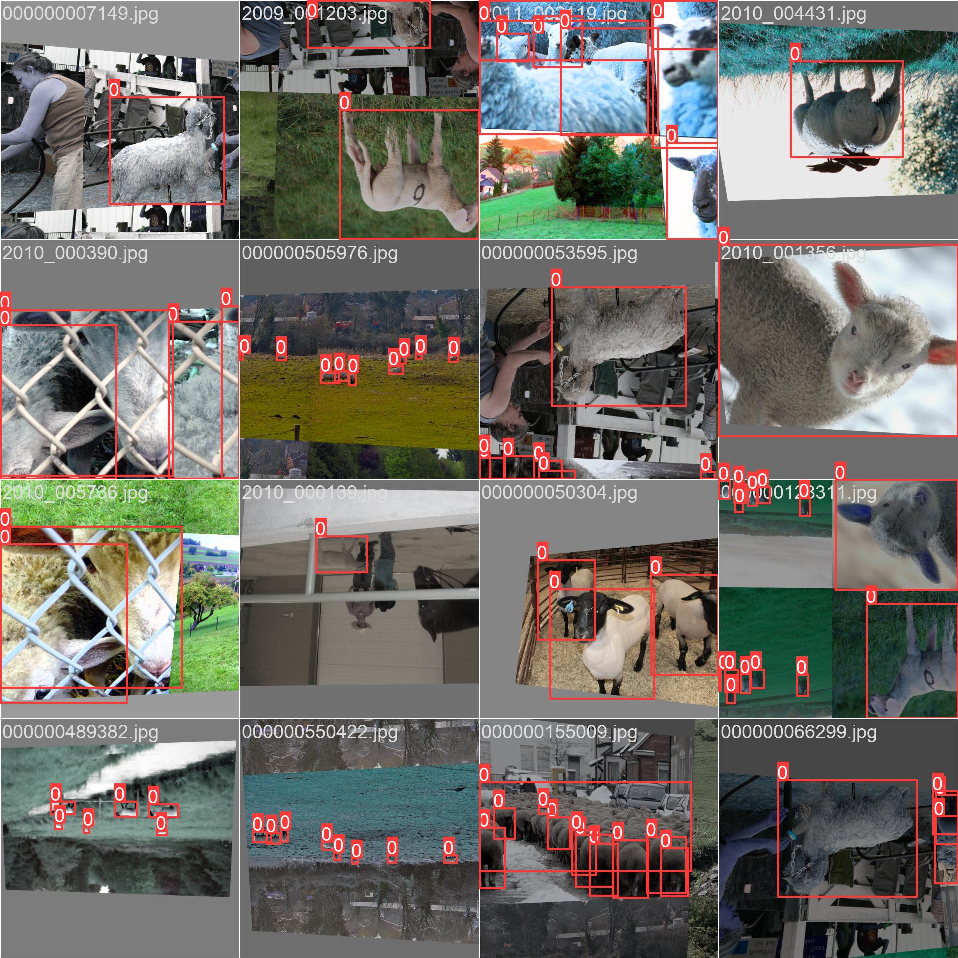 60_sheep_count-train_batch1.jpg