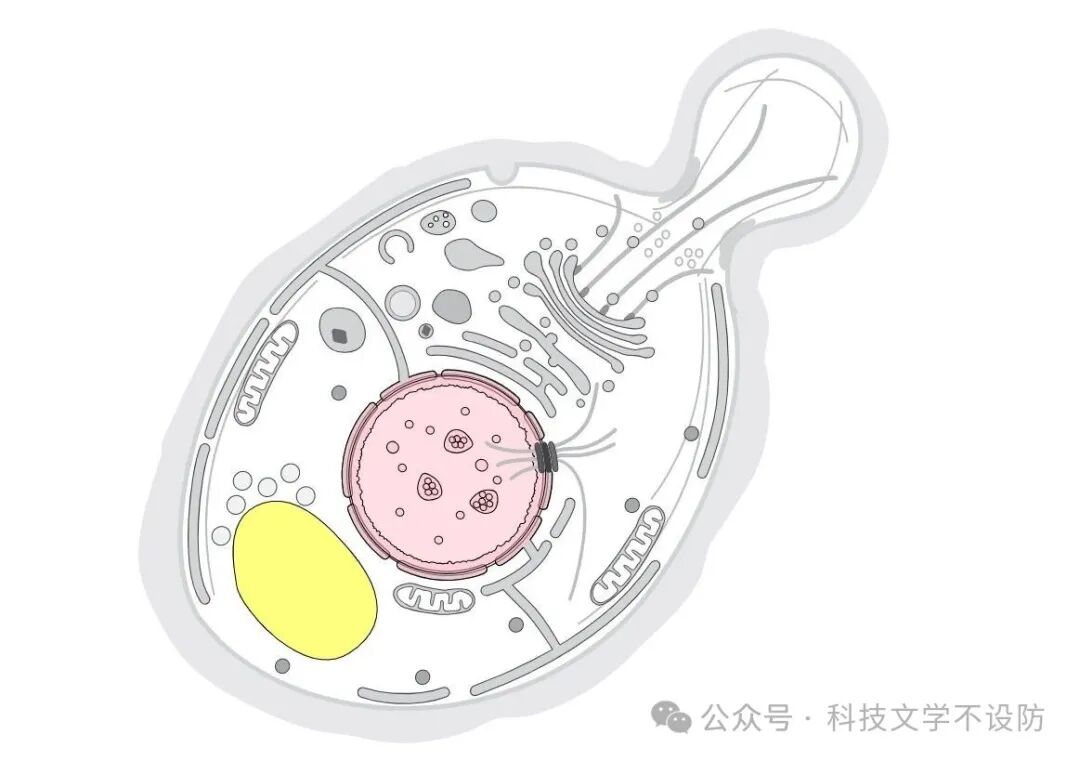「编程虚拟细胞」R包drawCell获取细胞图像-CSDN博客
