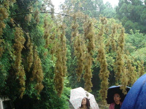  这种日本竹子生长120年才开花：结果会比想象得还严重