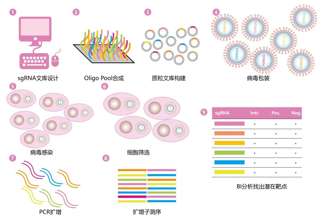 sgRNA文库想做个自我介绍-CSDN博客