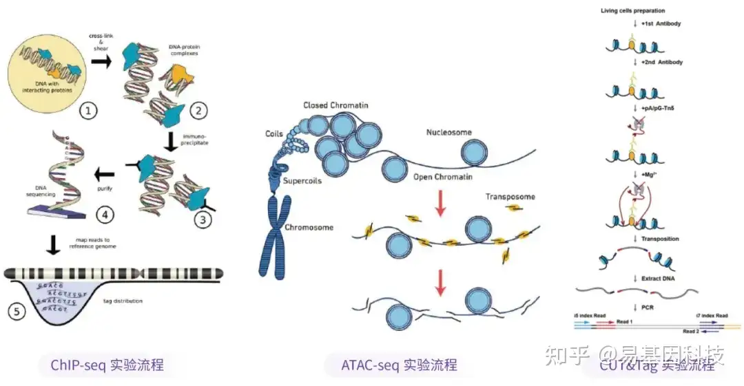 DNA与蛋白质互作及染色质开放性研究方案_allosteric regulation by c-di-amp modulates a comp ...
