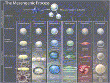 图1. The Mesengenic Process