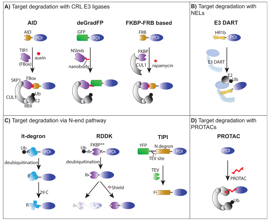 图 植物中四种类型靶向蛋白质降解技术.png