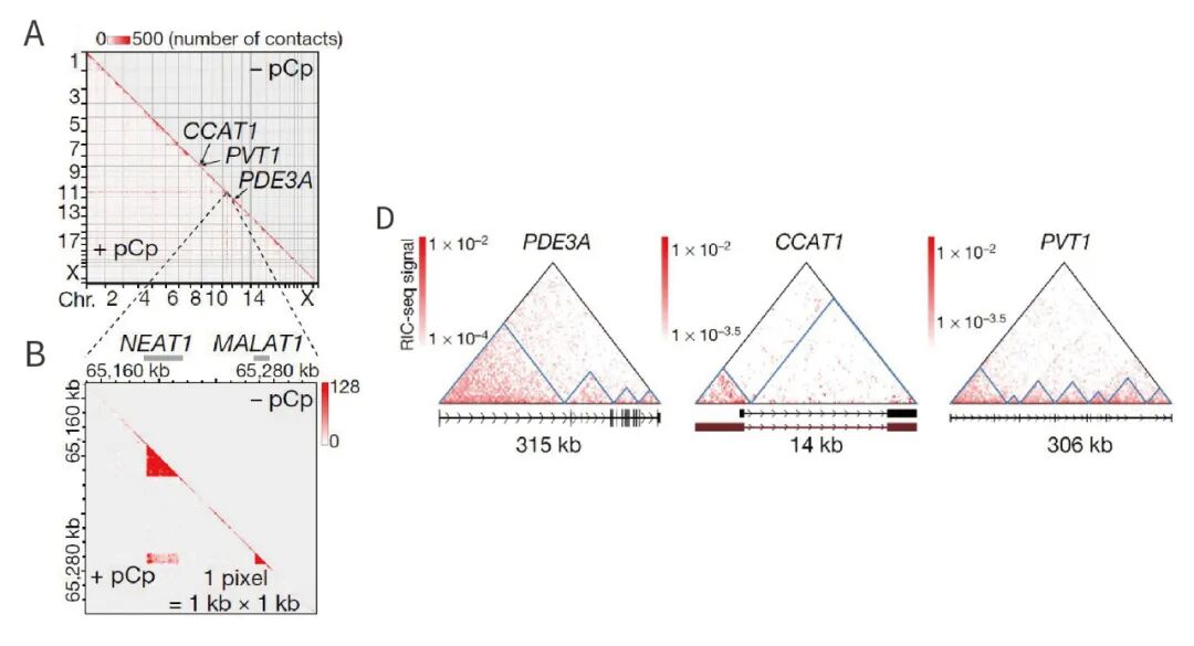 中科院Nature级RIC-seq技术，捕获RNA相互作用位点-CSDN博客