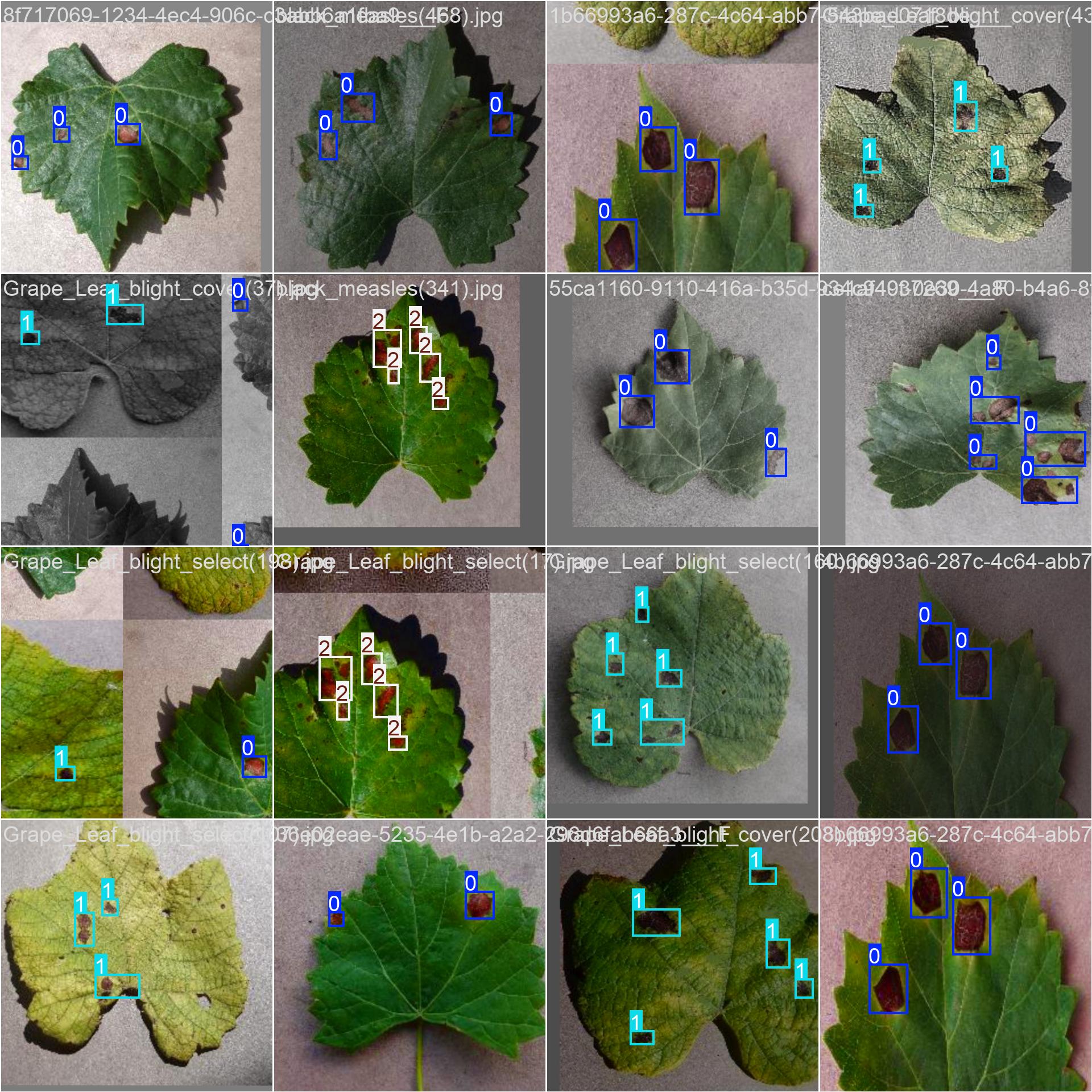 33_grape_disease-train_batch0.jpg