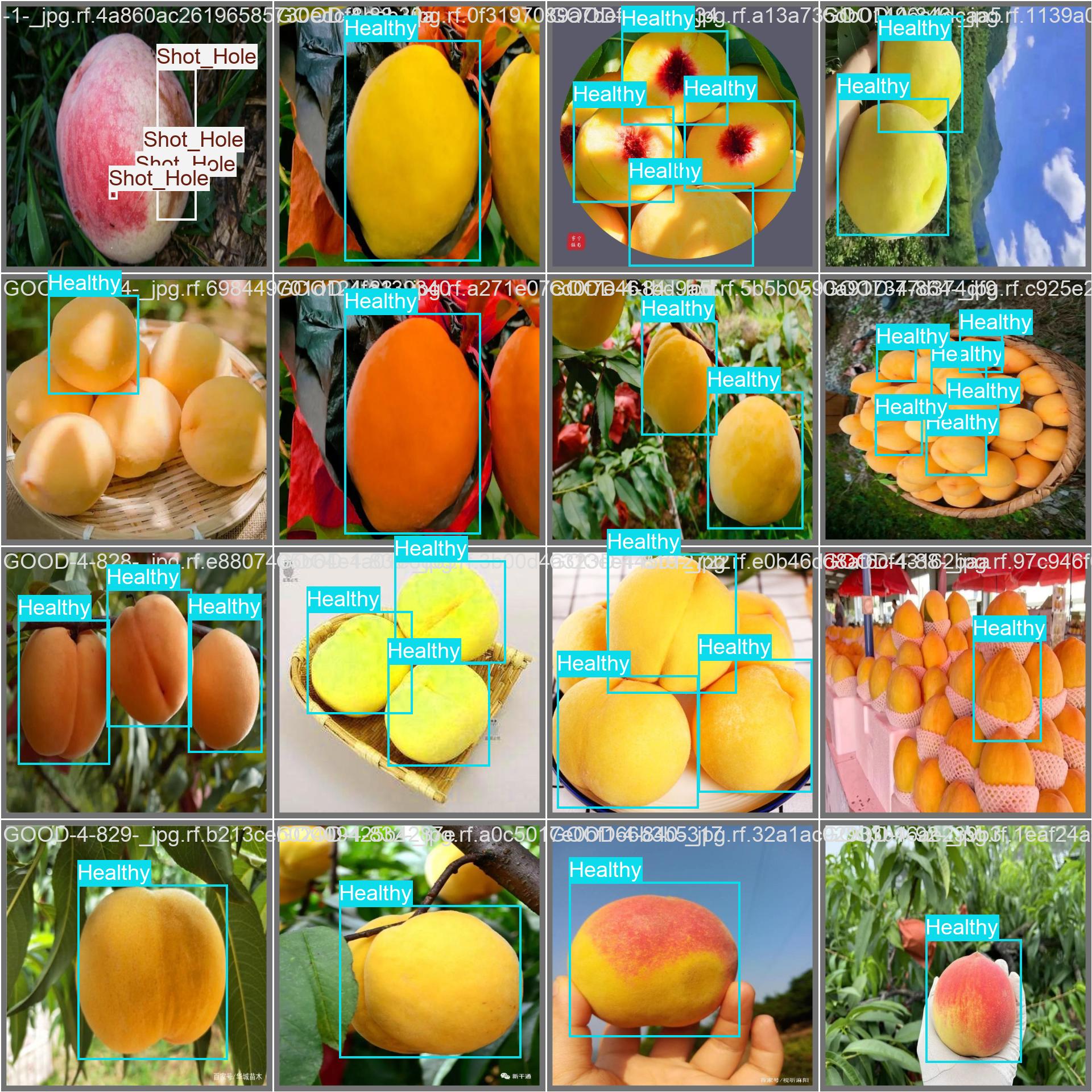 val_batch0_labels.jpg