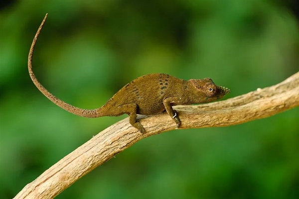 难以理解！为什么在自然界中 颜色鲜艳代表危险