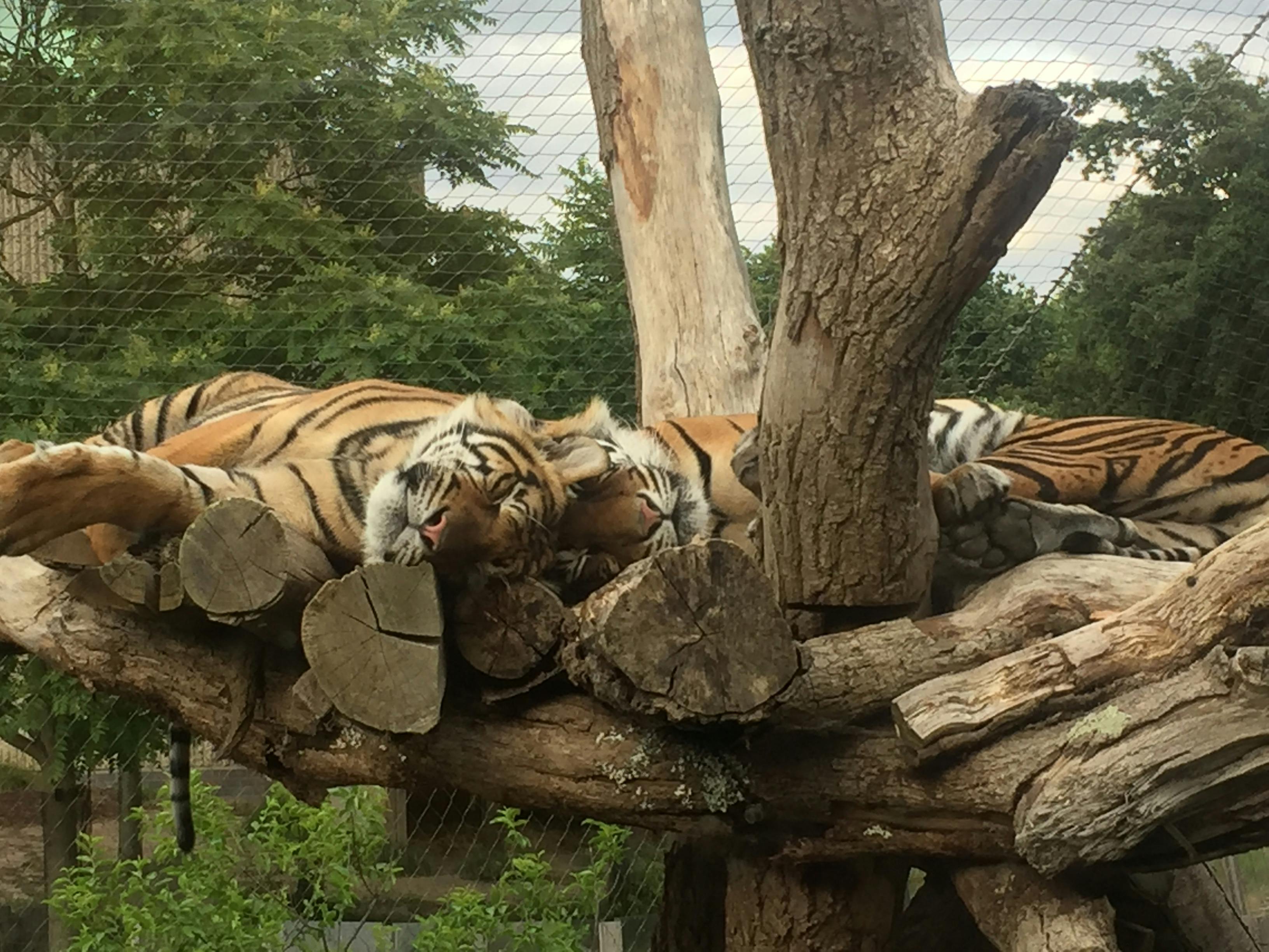 Code editor showing JavaScript implementation of context compression logic