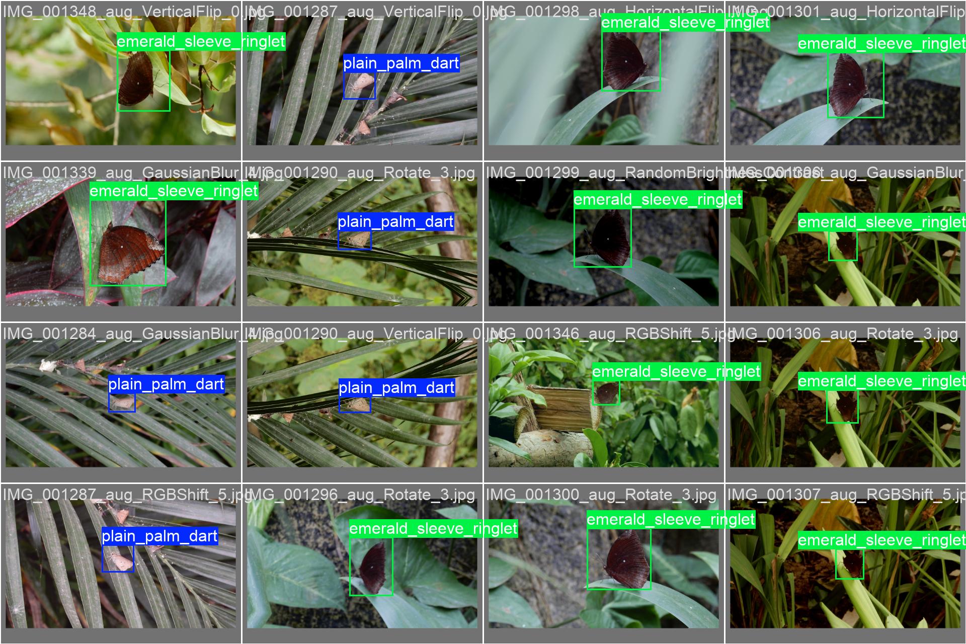64_butterfly_det-val_batch1_labels.jpg