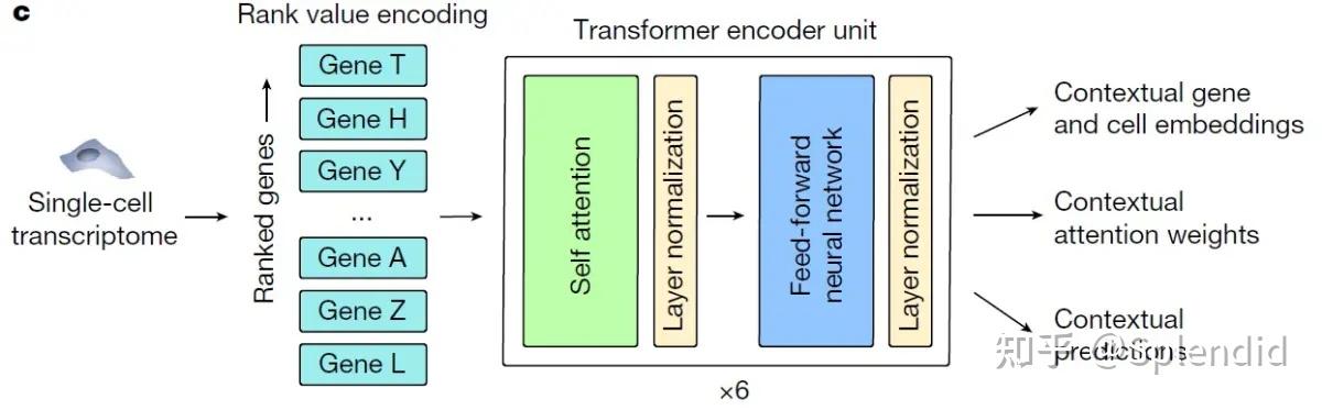 基于昇腾适配基因表达预测模型Geneformer_机器学习_02
