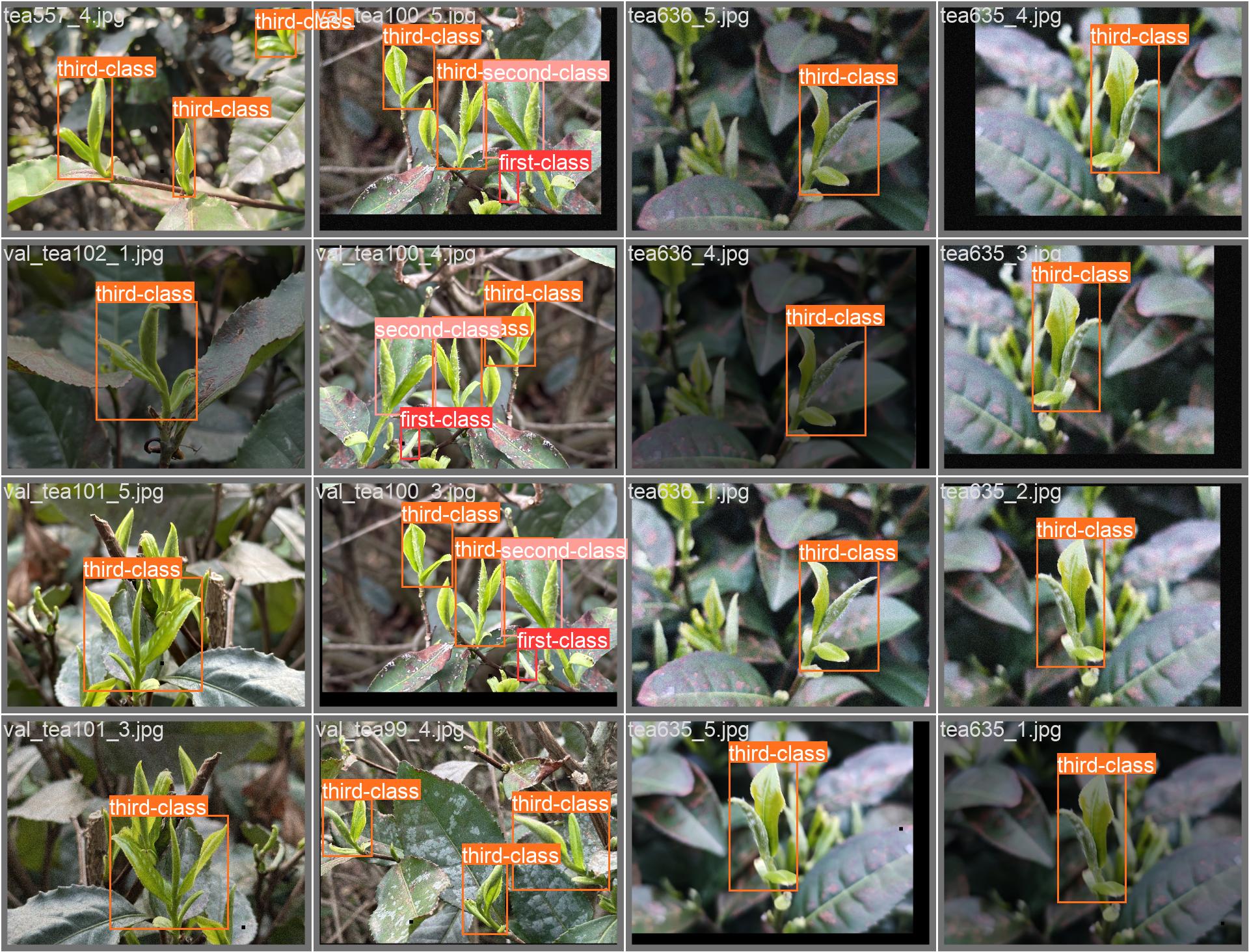 26_tea_detect-val_batch0_labels.jpg