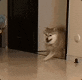 1e1d8d429f6e5017f1a27bc08647386d.gif